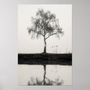 Birkenbaum an einem stillen Teich Schwarz-Weiß-Pos Poster