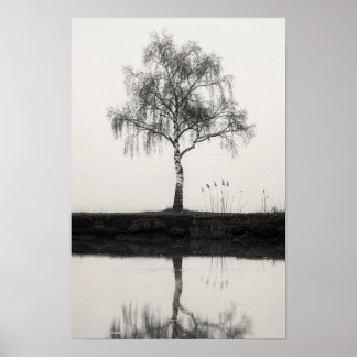 Birkenbaum an einem stillen Teich Schwarz-Weiß-Pos Poster