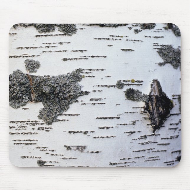 Birkenbaum im Wald, Detail, mit Moos Mousepad (Vorne)