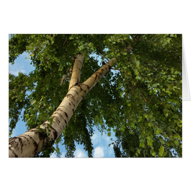 Birkenschirm (Vorderseite (Horizontal))