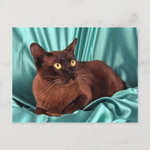 Birma, braun postkarte