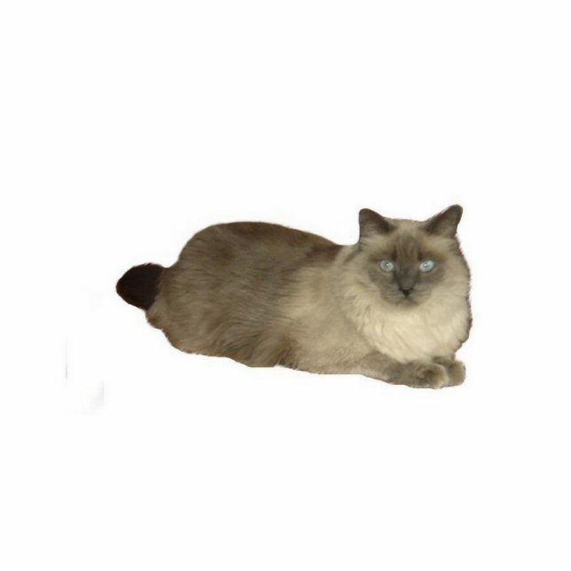 Birman Cat Freistehende Fotoskulptur (Vorne)