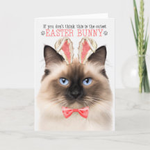 Birman Cat in Bunny Ears für Ostern