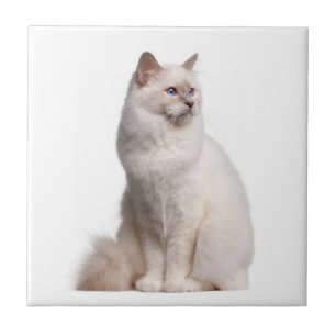 Birman Cat Tile Fliese