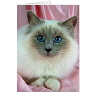 Birman, lila Punkt