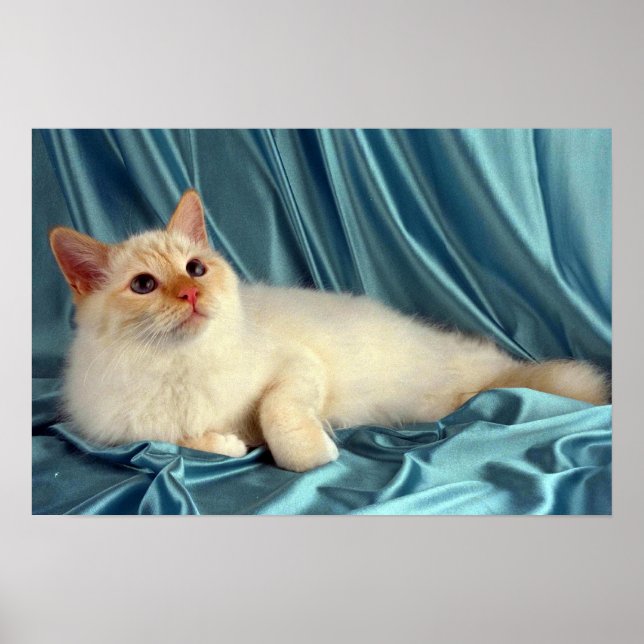 Birman, rot poster (Vorne)