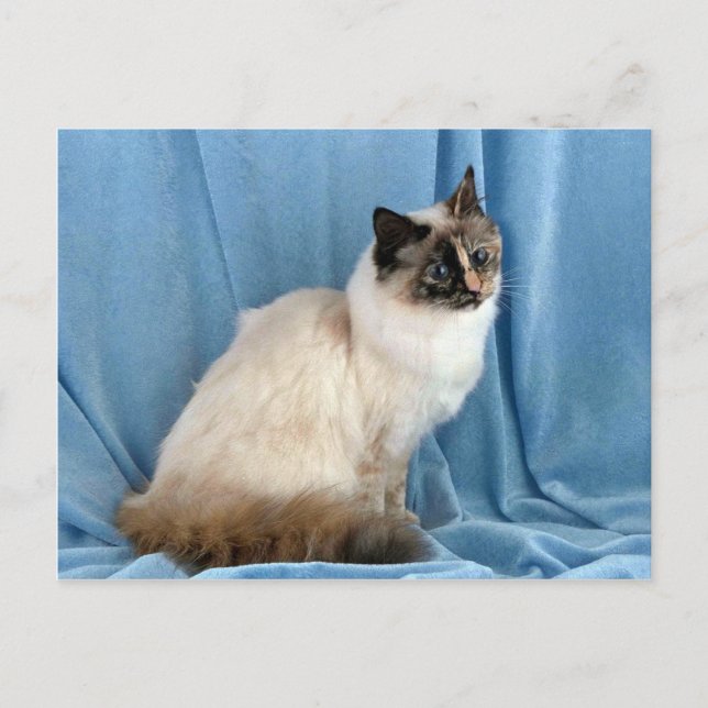 Birman, Siegel-Drehpunkt Postkarte (Vorderseite)
