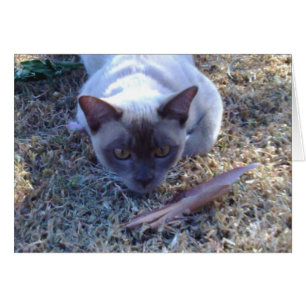 Birmanische Katzen-Karte