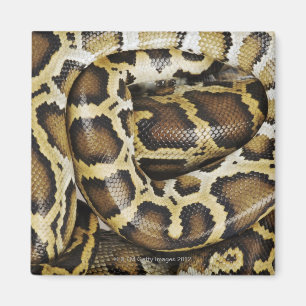 Birmanische Pythonschlange Magnet
