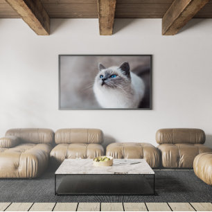 Birmankatze mit Atemberaubenden blauen Augen Poster