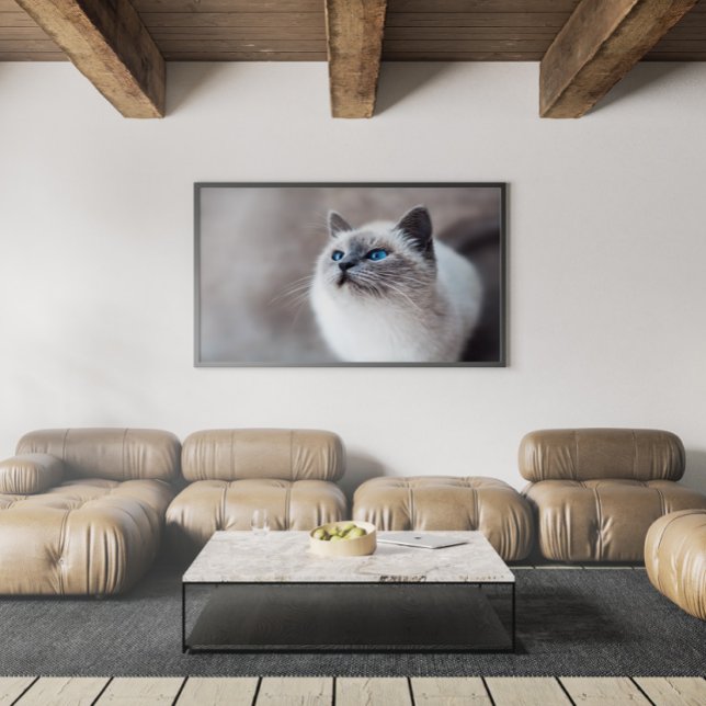 Birmankatze mit Atemberaubenden blauen Augen Poster (Von Creator hochgeladen)