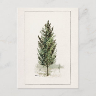 Birnbaum (Pyrus communis) Aquarellmalerei Postkarte