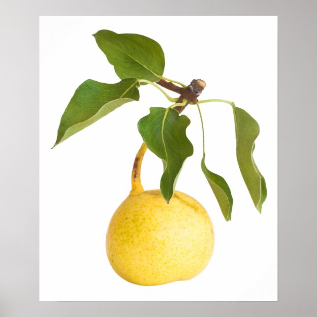 Birne Poster (Vorne)