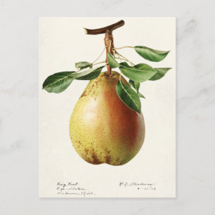 Birne (Pyrus Communis) Aquarellmalerei Postkarte