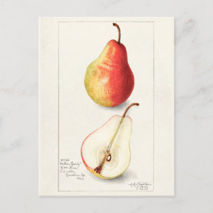Birne (Pyrus Communis) Frucht Aquarellmalerei Postkarte
