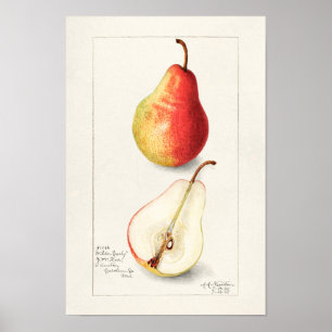 Birne (Pyrus Communis) Fruchtfarben Poster