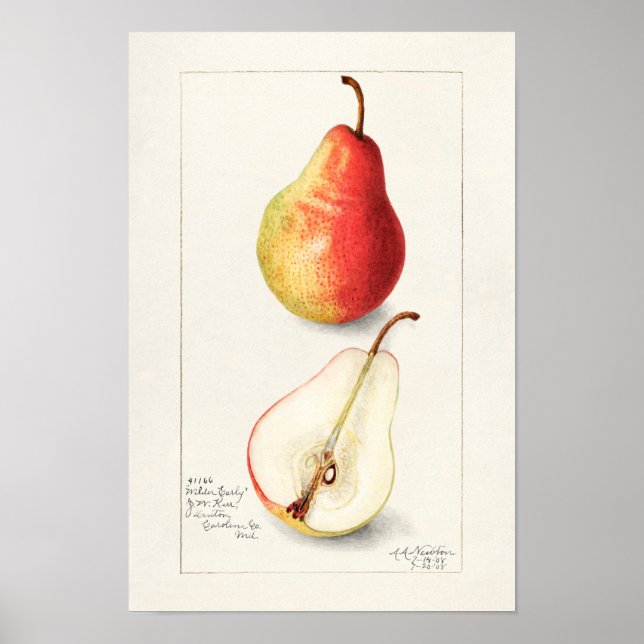 Birne (Pyrus Communis) Fruchtfarben Poster (Vorne)