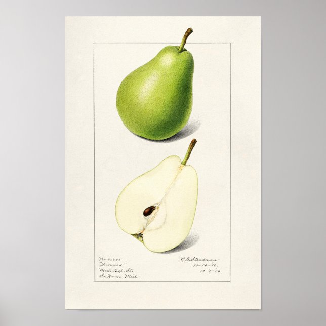 Birne (Pyrus Communis) Fruchtfarben Poster (Vorne)