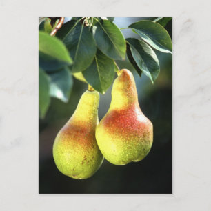Birnen Postkarte