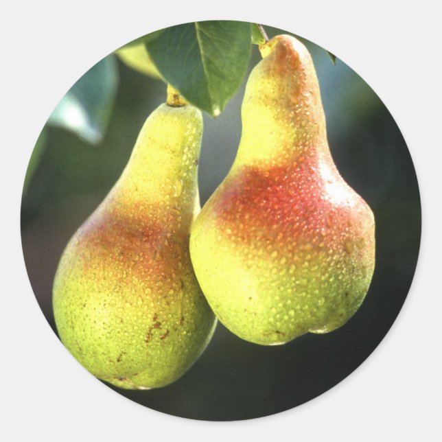 Birnen Runder Aufkleber (Vorderseite)