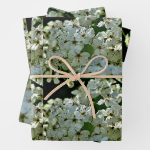 Birnenblüten in Blüte Geschenkpapier Set