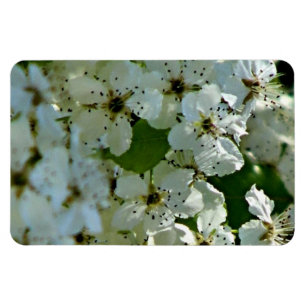 Birnenblüten in Blüte Magnet