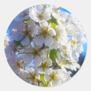 Birnenblüten Runder Aufkleber