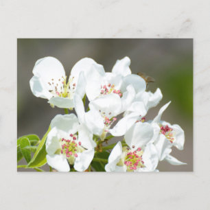 Birnenstaub Postkarte