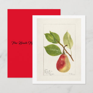 Birnenzweig (Pyrus Communis)(1893) Klein Mitteilungskarte