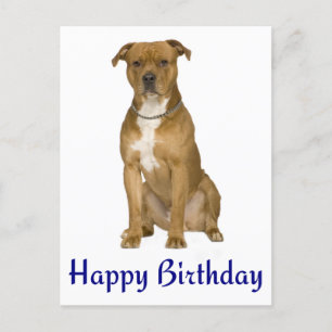 Birthday American Staffordshire Terrier Post Card Postkarte