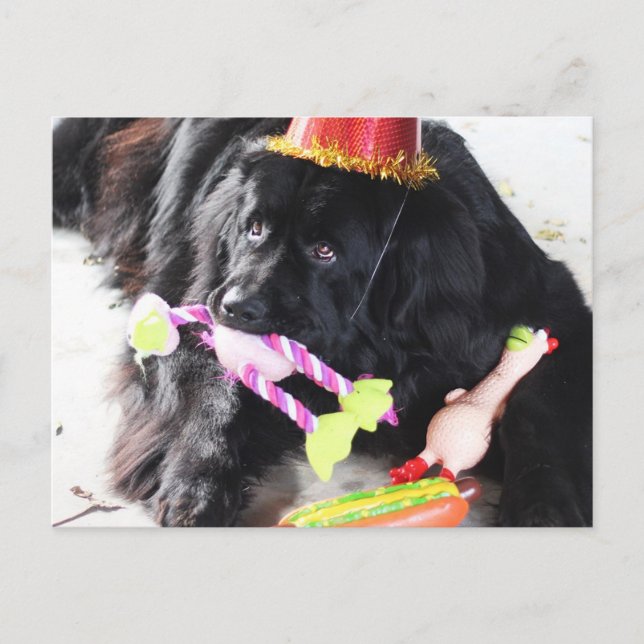 Birthday Bear Postkarte (Vorderseite)