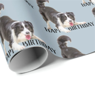 Birthday Border Collie on Blue Geschenkpapier