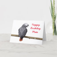 Birthday card Congo African Grey Gray parrot