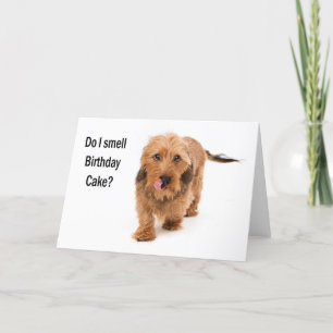 birthday card Dachshund dog smelling birthday cake Karte