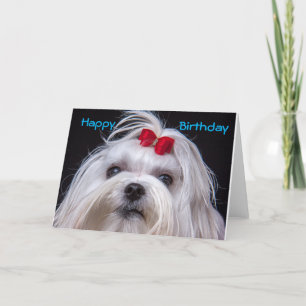 Birthday Card Maltese white toy Dog Karte