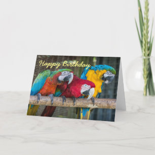 Birthday card three Macaw parrots Karte