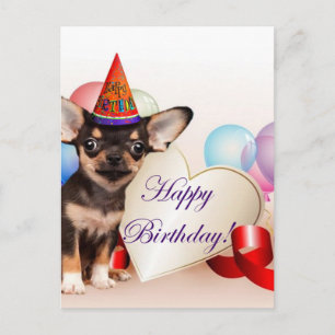 Birthday Chihuahua Hund Postkarte