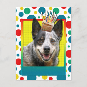 Birthday Cupcake - Australian Cattle Dog Postkarte