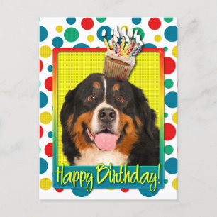Birthday Cupcake - Bernese Mountain Dog Postkarte