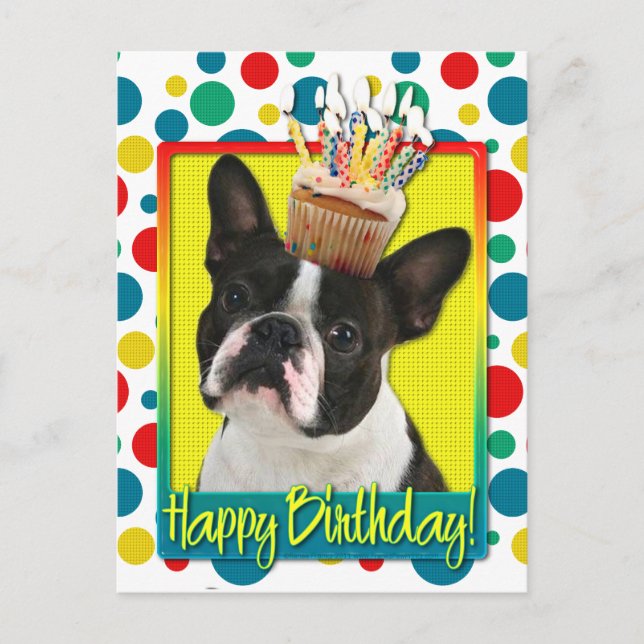 Birthday Cupcake - Boston Terrier Postkarte (Vorderseite)