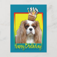 Birthday Cupcake - Cavalier - Blenheim