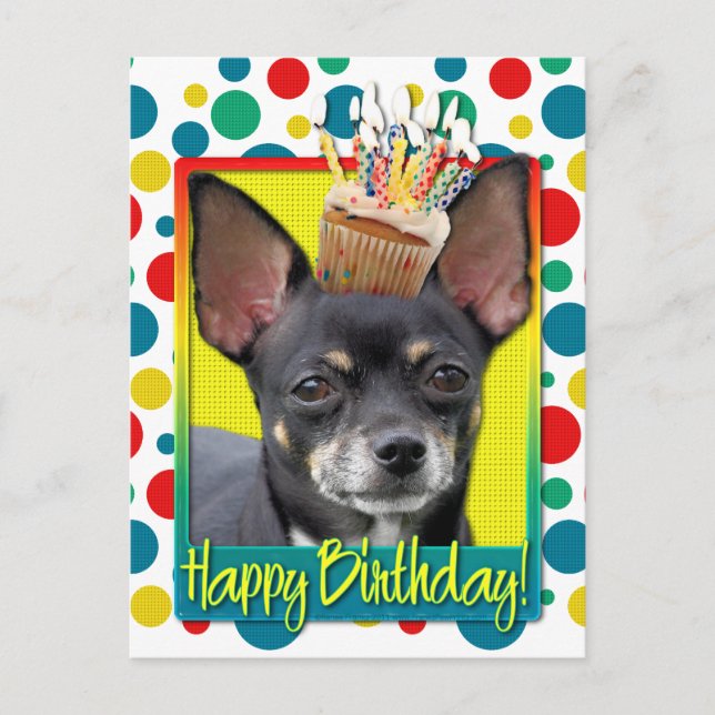 Birthday Cupcake - Chihuahua - Isabella Postkarte (Vorderseite)