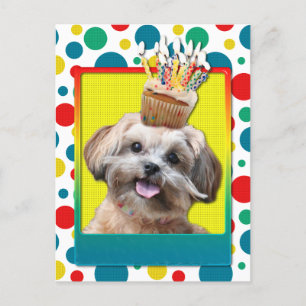 Birthday Cupcake - ShihPoo - Maggie Postkarte