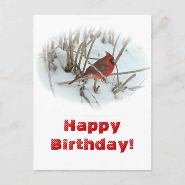 Birthday Eastern Kardinal Songbird Postcard Postkarte (Vorderseite)