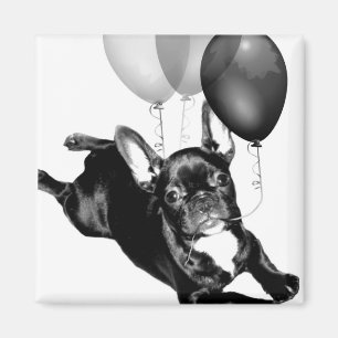 Birthday French Bulldog-Magnet Magnet