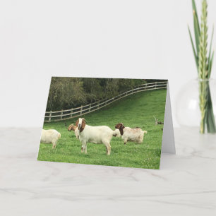 Birthday Goat wünscht Karte