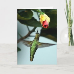 Birthday Greetings Hummingbird Karte