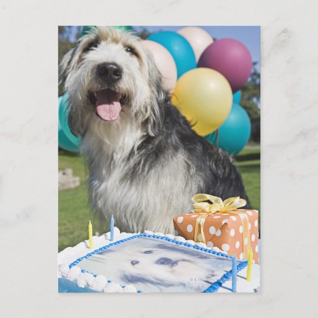 Birthday Hund Postkarte (Vorderseite)