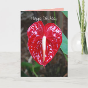 Birthday Husband Red Heart Anthurium Lily Blume C Karte