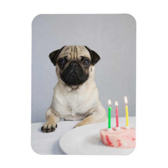 Birthday Pug Magnet (Vertikal)